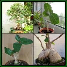 Image result for Ficus glumosa