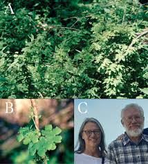 Image result for Lygodiaceae