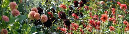 Like all the amplexicaulis it is extremely long flowering. Spring Planted Summer Blooming Bulbs American Meadows