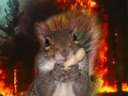 See more of suicidal squirrels on facebook. Satanic Squirrel Taxidermy Anyone Dangerous Minds