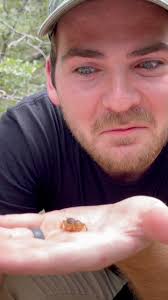 The Jerusalem cricket, potato bug, Cara del niño, etc is one of the  strangest insects