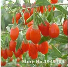 A customer of ours sent a link to a video where dr. 100 Pcs Top Quality Super Big Goji Berry Seed Wolfberry Lycium Barbarum Goji Ber Fruits Home Garden Worldenergy Ae
