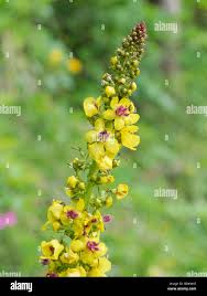 Image result for Scrophulariaceae