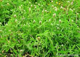 Image result for Trifolium squarrosum