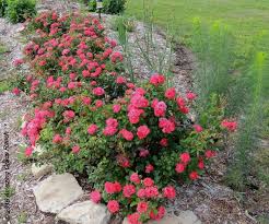 Maybe you would like to learn more about one of these? Pin On Garden Ideas