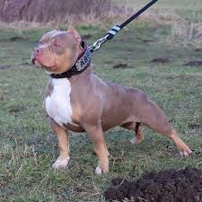 American Bully With Nice Moderate Proportions Functional American Bully Classic American Bully Bully Breeds