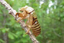 It symbolizes growth and shedding the old and insufficient to move on. Exuvia Cicada Mania