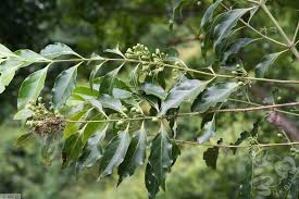 Image result for Canthium