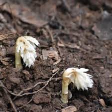 Image result for Epipogium roseum