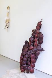 Image result for Entada gigas