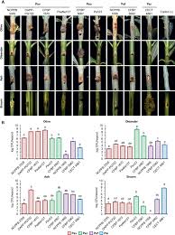 Image result for pseudomonas savastanoi pv nerii oleander symptoms