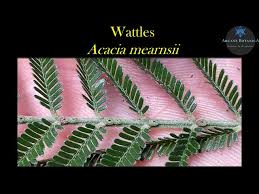 Image result for Acacia mearnsii