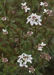 Iberis Amer Iberis Amara Amara Plants Amer