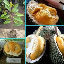 Jenis durian duri hitam terkenal dengan cita akan tetapi durian dengan duri berwarna hitam tentu tidak membuat buahnya menjadi beracun. Jual Banana Berkah Bibit Tanaman Durian Duri Hitam Murah Mei 2021 Blibli