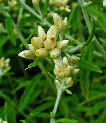 Image result for Rotheca bukobensis