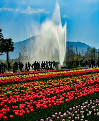 They even go to the extent of making the scent of flowers so strong that travelers become ignorant. Tulip Garden Kashmir India Tulips Garden Beautiful Places Places To Visit
