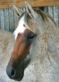 Check spelling or type a new query. Place Unknown Warface Dynamis X Gdazzle Arabian Mare Born 1996