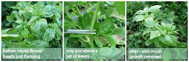 To know how to best store an herb, fist you have to determine if it's tender or hard. Basil How To Harvest This Favorite Herb All Summer Long