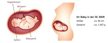 30 Ssw Schwangerschaftswoche Baby Gewicht Grosse In 30 Ssw