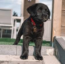 Just chocolate lab puppies (dog breed cal) 2021 wall calendar (free shipping). Labrador Retriever Puppies Lab Puppies For Sale