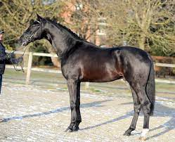 Maybe you would like to learn more about one of these? Le Vivaldi Ii Hengst Pony Dressur Jill Mieleszko