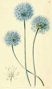 Allium Caeruleum Flower Art Botanical Drawings Prints