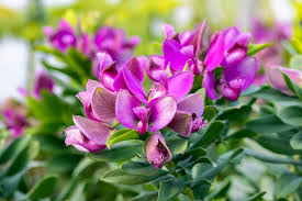 Image result for Polygalaceae