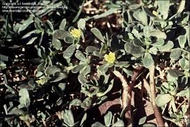 While many portulacas are native to countries other than australia, pigweed is one species that does herald from the land down under. Plantfiles Pictures Portulaca Species Pigweed Purslane Little Hogweed Wild Portulaca Portulaca Oleracea By Kennedyh