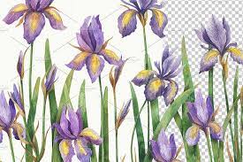 Watercolor Iris In 2020 Iris Flowers Graphic Illustration Watercolor