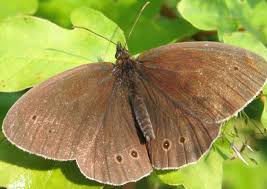 Image result for Aphantopus hyperantus