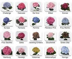 Hydrangeas By Hyperactive Farms Flower Bouquet Boxes Types Of Hydrangeas Flower Types Chart