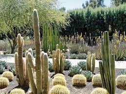 Quelles que soient vos envies, de vacances en famille, entre amis ou. Cacti 101 Getting Started With Cactus Plants In Socal Install It Direct