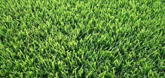 The Grass Outlet Sod Grass For Austin Dallas Houston San Antonio Grass Backdrops Grass Textures Zoysia Grass