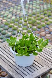 Image result for Kleinia