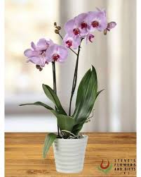 Maybe you would like to learn more about one of these? Steve S Flowers Gifts Indianapolis In Find A Florist
