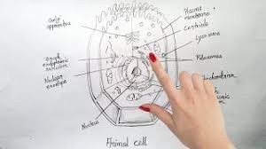 Asked nov 28, 2017 in class ix science by ashu premium (930 points) draw a neat diagram of animal of an animal cell and label any four parts of it. How To Draw Animal Cell Step By Step Tutorial For Beginners Youtube