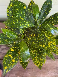 Image result for Croton aceroides