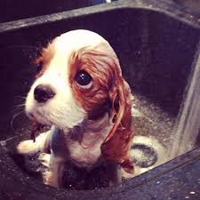 Don cavalier king charles gratuit. 19 Grunde Niemals Einen Cavalier King Charles Spaniel Zu Adoptieren