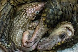 A startled pangolin will cover its head with its front legs, exposing its scales to any potential predator. Pangolin Plight Wild View