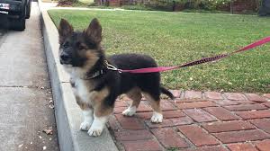 We did not find results for: Pomeranian Husky Australian Shepherd Mix Novocom Top