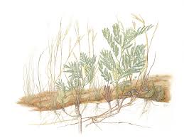 Image result for Elephantorrhiza elephantina