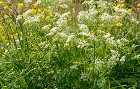 Check spelling or type a new query. Close Up Of Field Flowers Herbs Whistling White Flowers And Yellow Buttercups Stock Photo Picture And Royalty Free Image Image 58628208