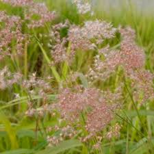 Image result for Melinis nerviglumis