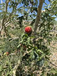 Image result for Berchemia discolor