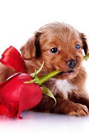 Pin By Stella Lanevskaya On Sobaki S Cvetami Funny Animals Kittens And Puppies Cute Animals