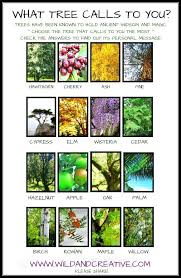 What Tree Calls To You Celtic Tree Tree Meanings Sacred Tree