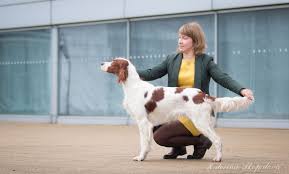 Image result for irský červenobílý setr