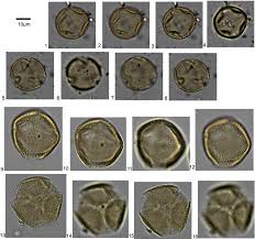 Image result for Argomuellera