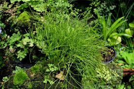 Image result for Psilotrichum