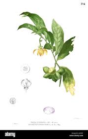 Image result for Artabotrys modestus